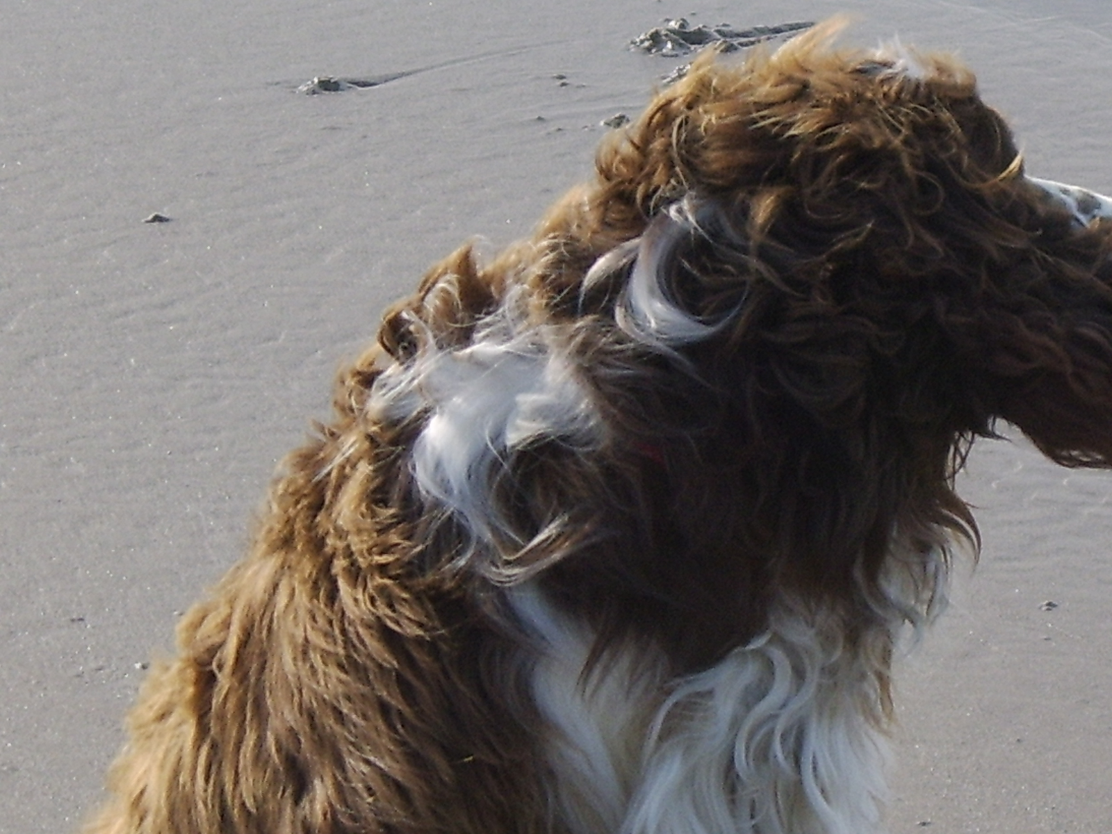 To save this picture as Windows Wallpaper - right click it - then select "Set as Background"